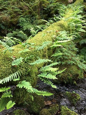 My Background. Ferns on Fallen Tree