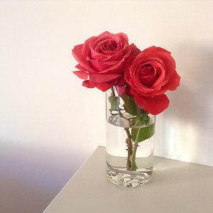 Resources. Dede's Roses